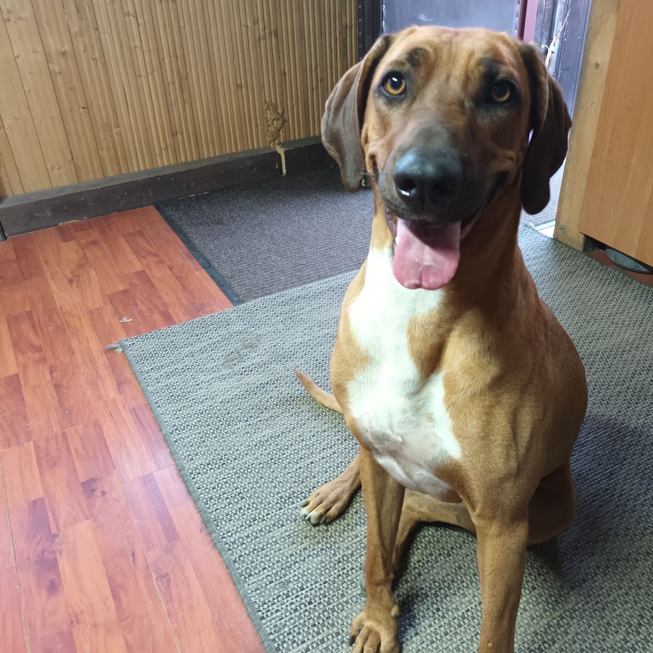 Soutěžní fotografie - Angel,  Rhodéský ridgeback