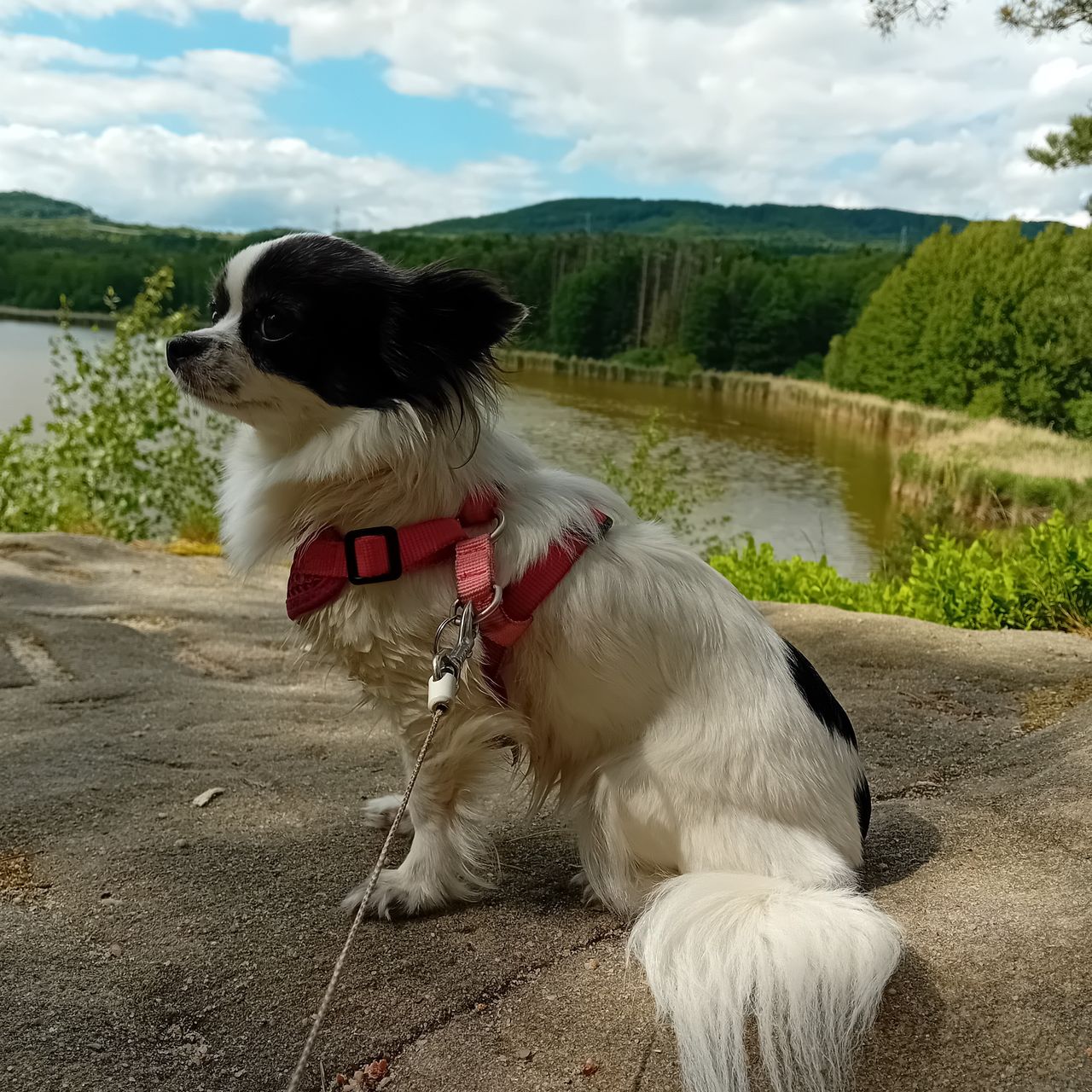 Soutěžní fotografie - Ellie,  Čivava dlouhosrstá