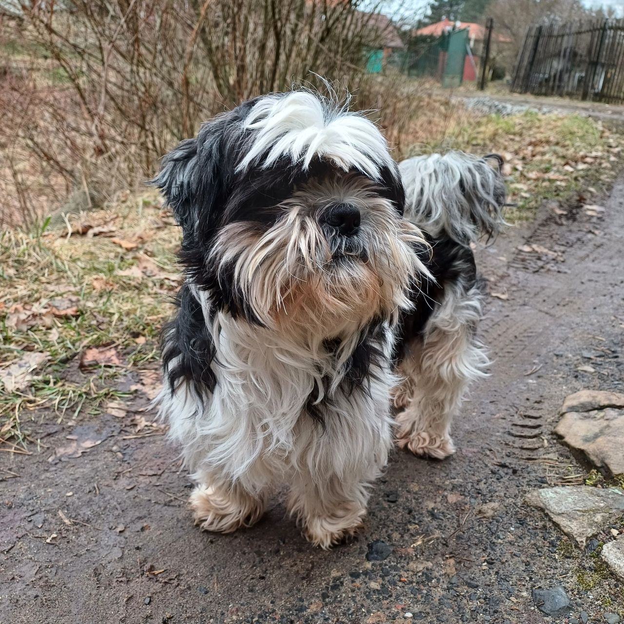 Soutěžní fotografie - Mufík,  Shih-tzu
