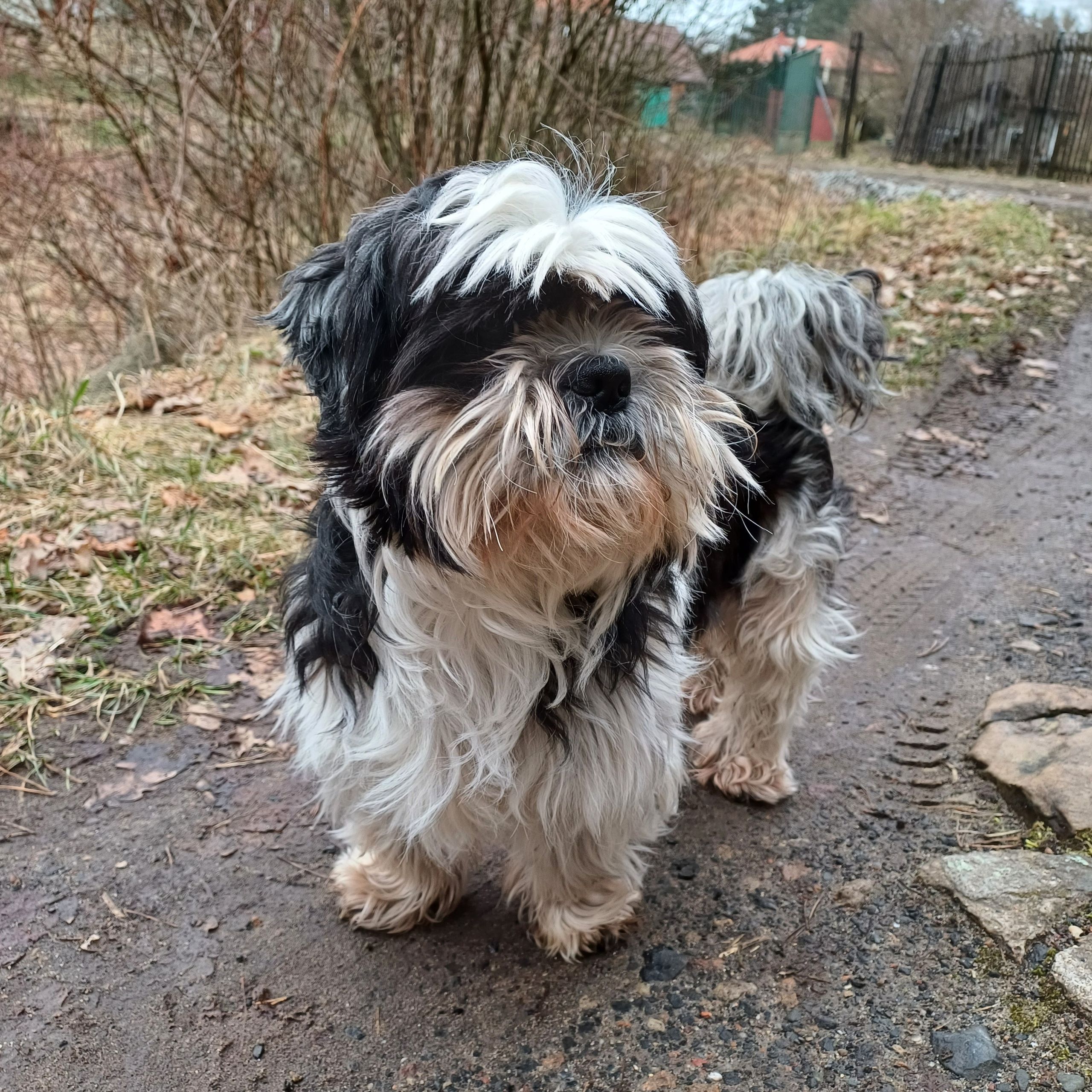 Soutěžní fotografie - Mufík,  Shih-tzu