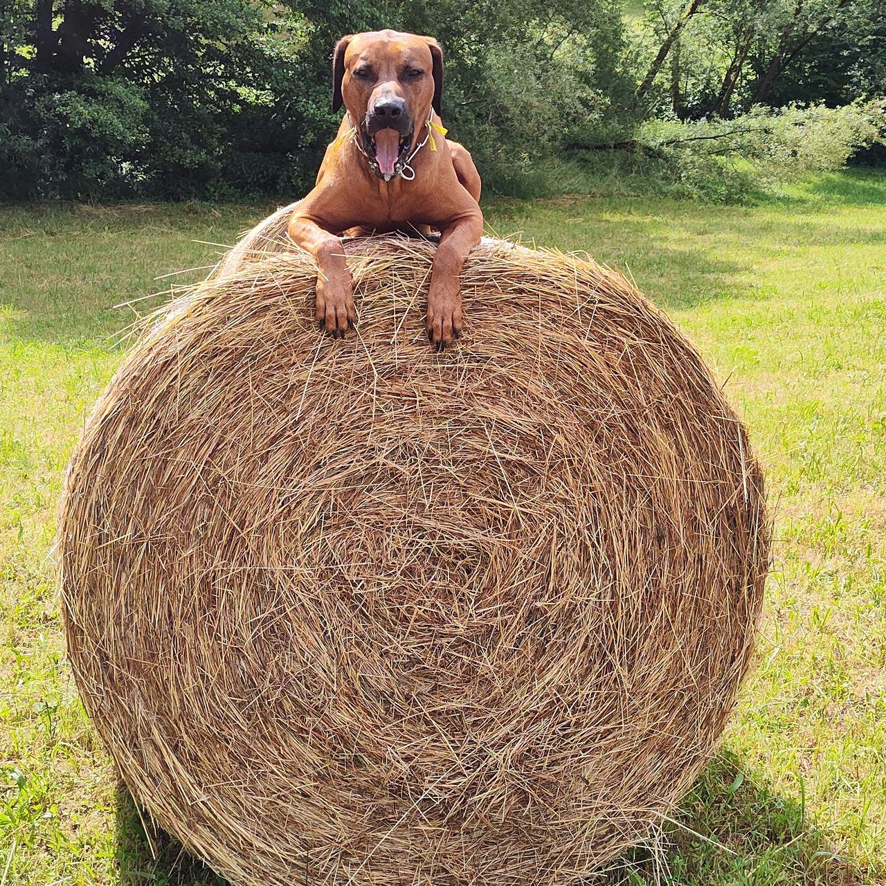 Soutěžní fotografie - Carny Riveni,  Rhodéský ridgeback