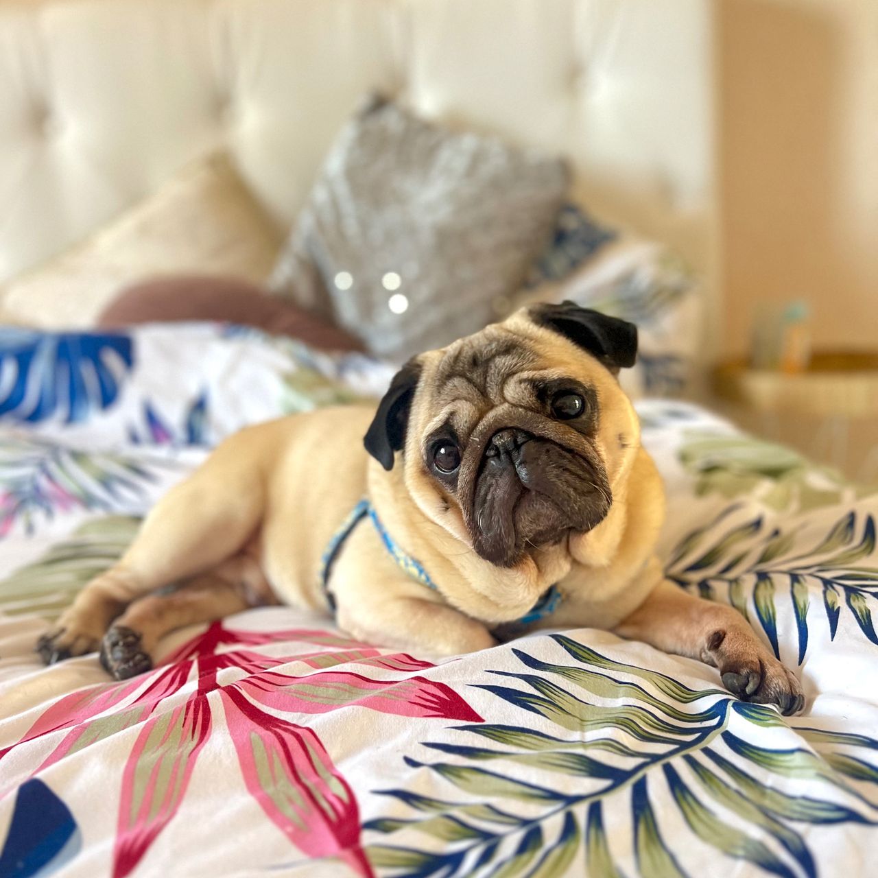 Soutěžní fotografie - Louicek,  Mops