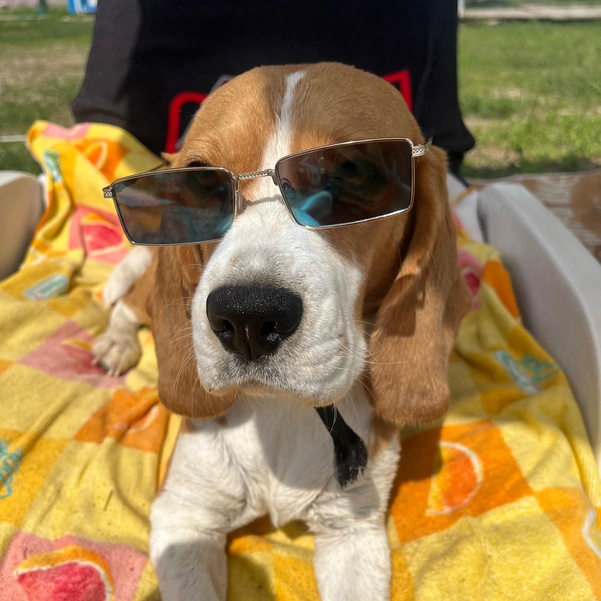 Soutěžní fotografie - Angie,  Beagle
