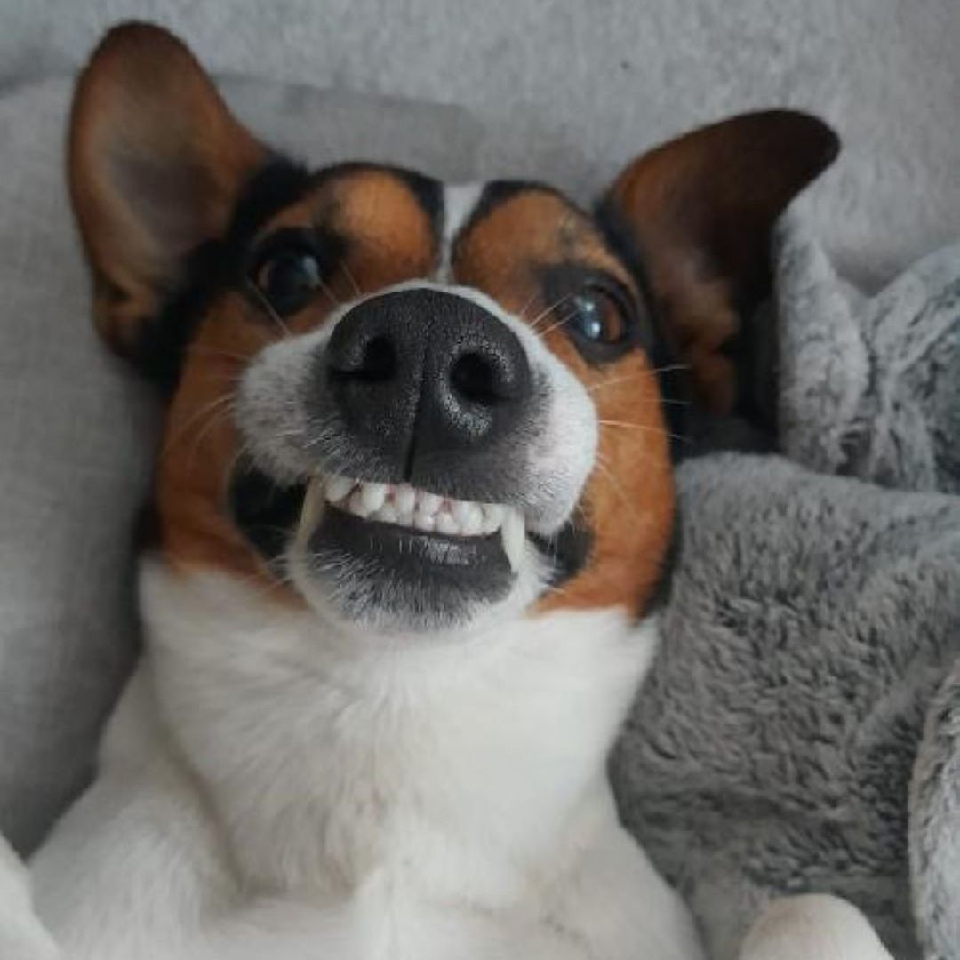 Soutěžní fotografie - Lucky,  Jack Russell Teriér