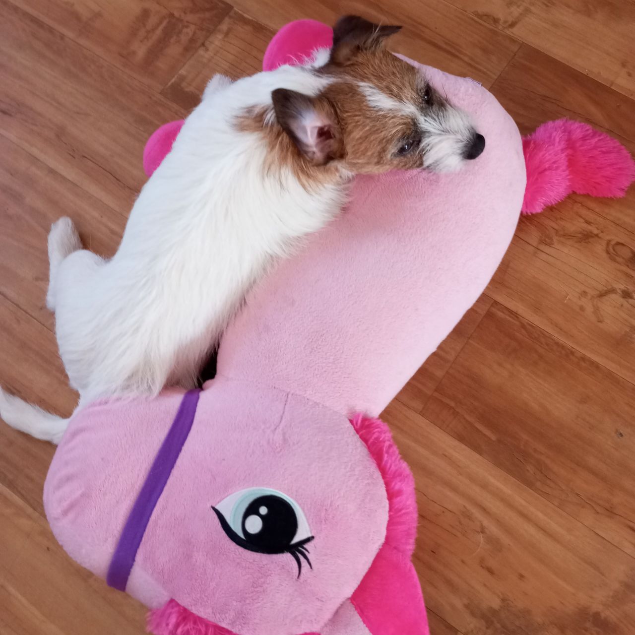 Soutěžní fotografie - John,  Jack Russell Teriér