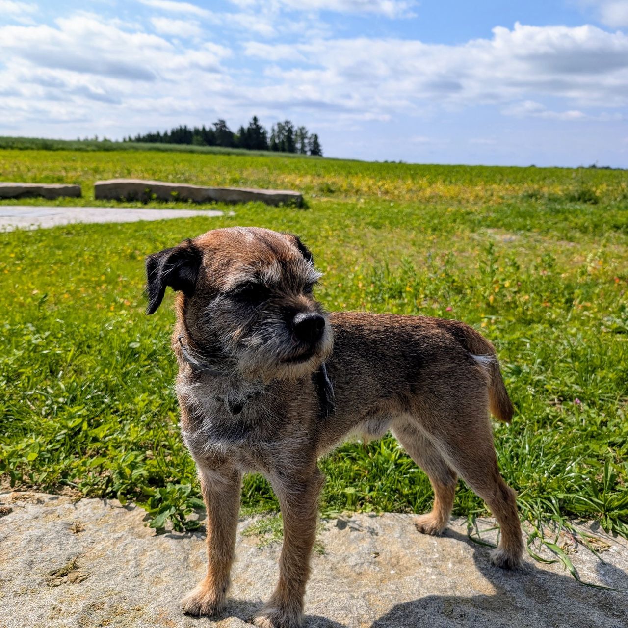 Soutěžní fotografie - Benny,  Border terier