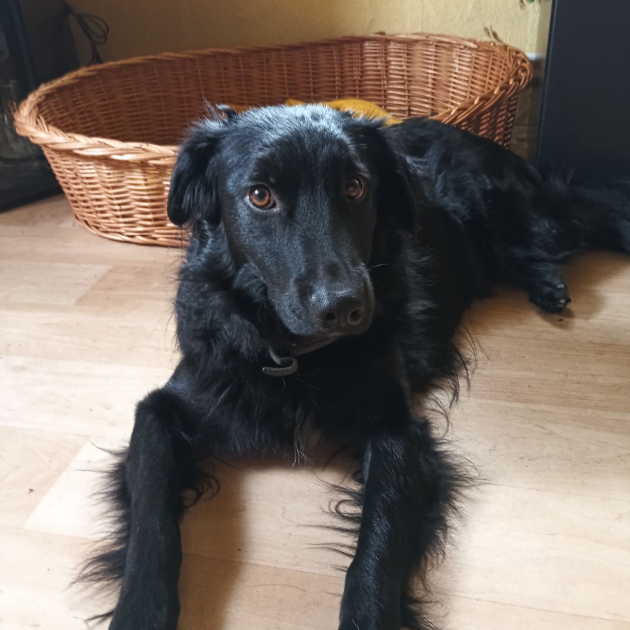 Soutěžní fotografie - Gas,  Flat Coated Retriever