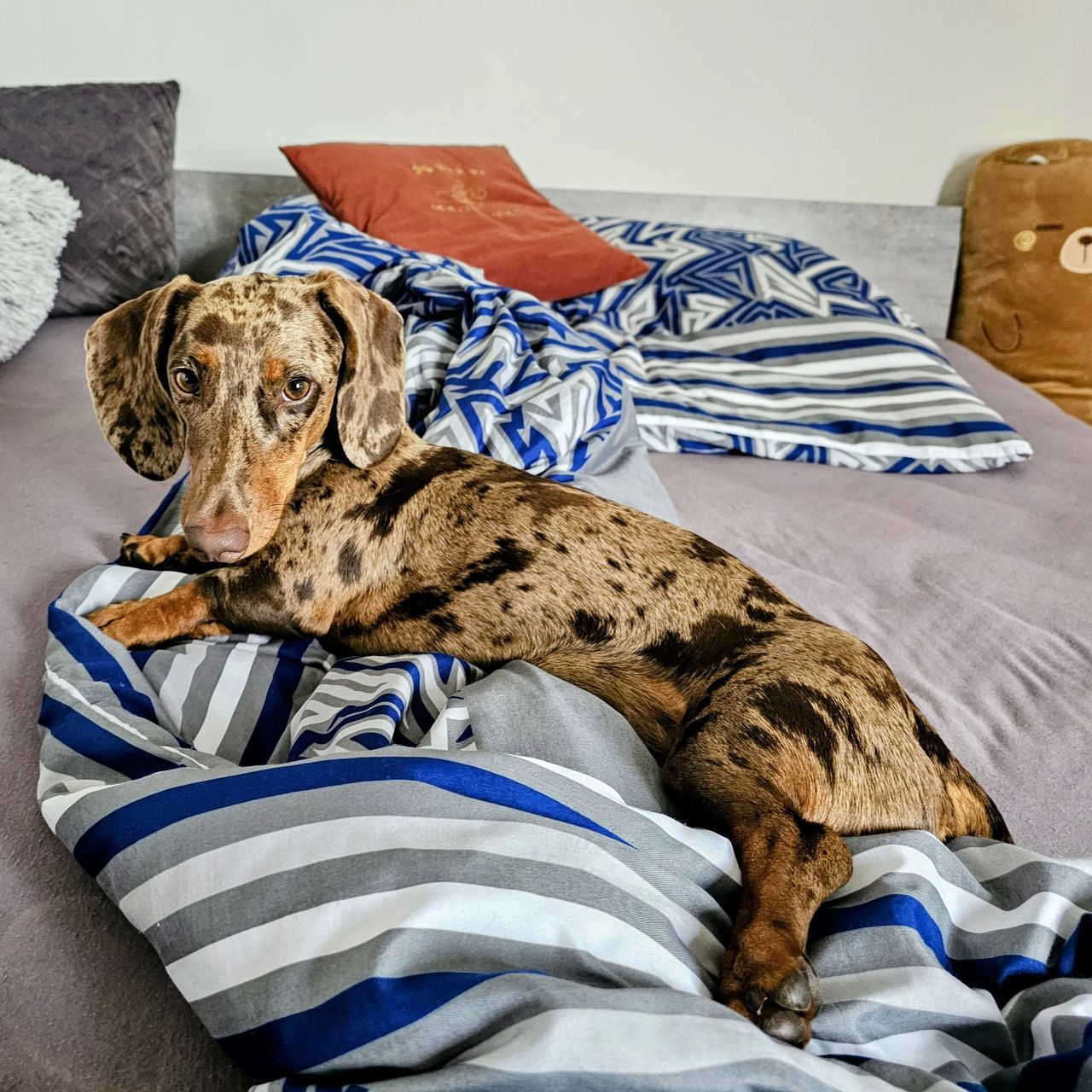 Soutěžní fotografie - Toby,  Jezevčík