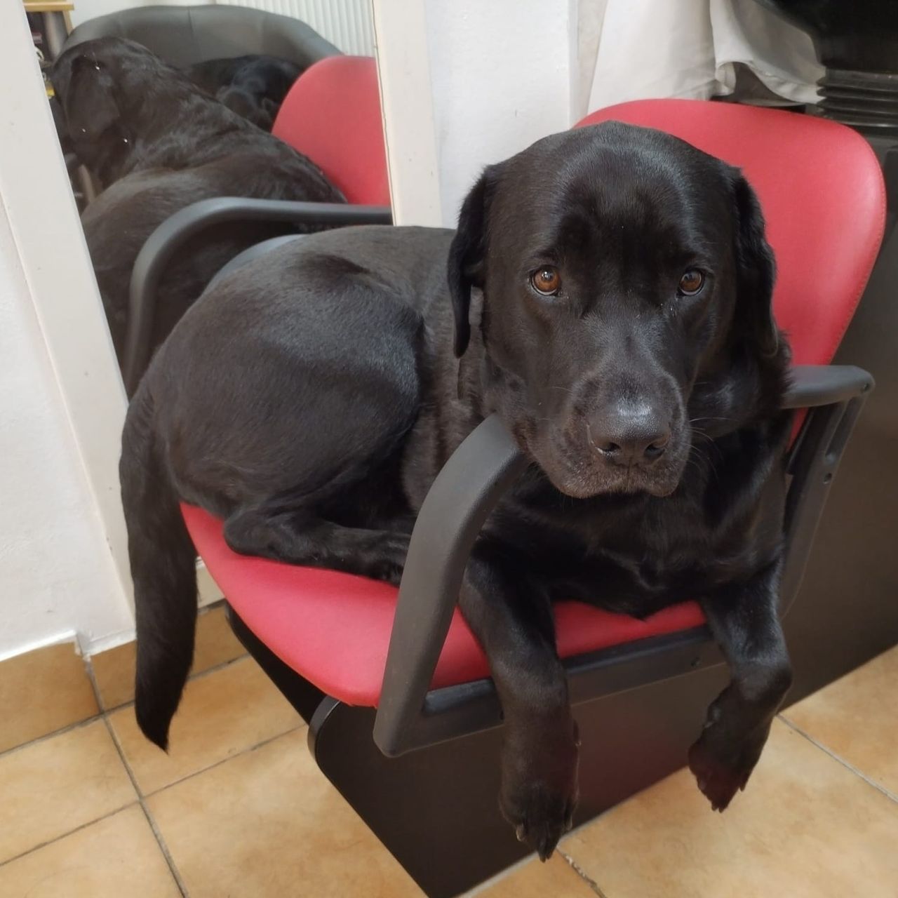 Soutěžní fotografie - Cecilka,  Labradorský retriever