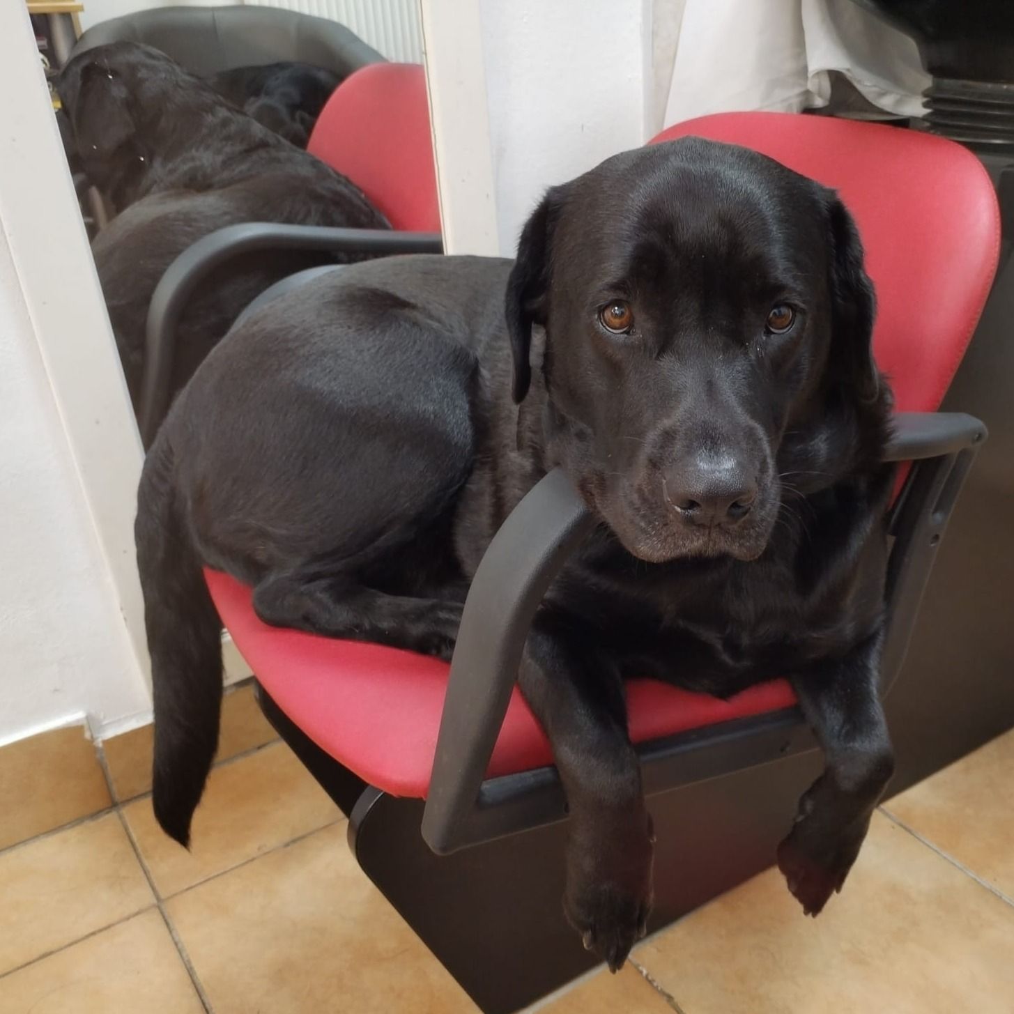 Soutěžní fotografie - Cecilka,  Labradorský retriever