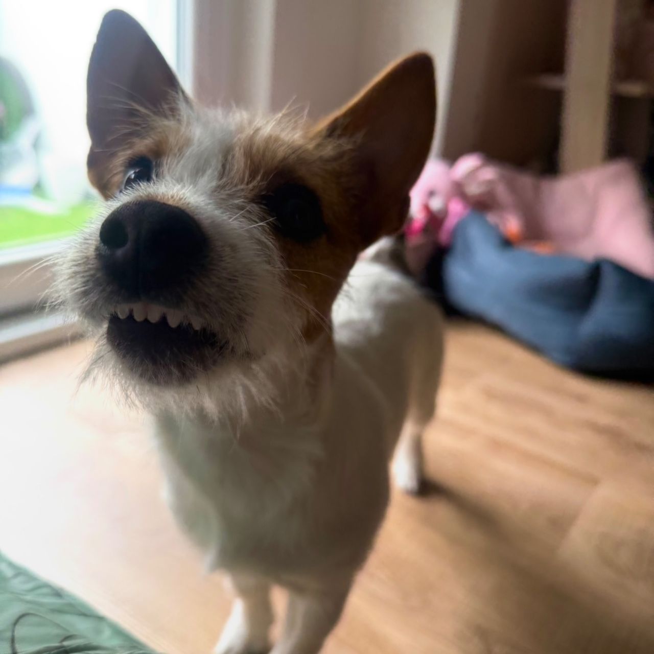 Soutěžní fotografie - Maisie,  Jack Russell Teriér
