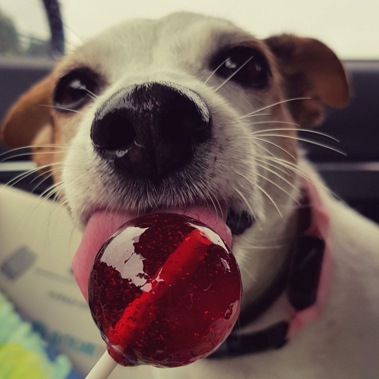 Soutěžní fotografie - Magie,  Jack Russell Teriér