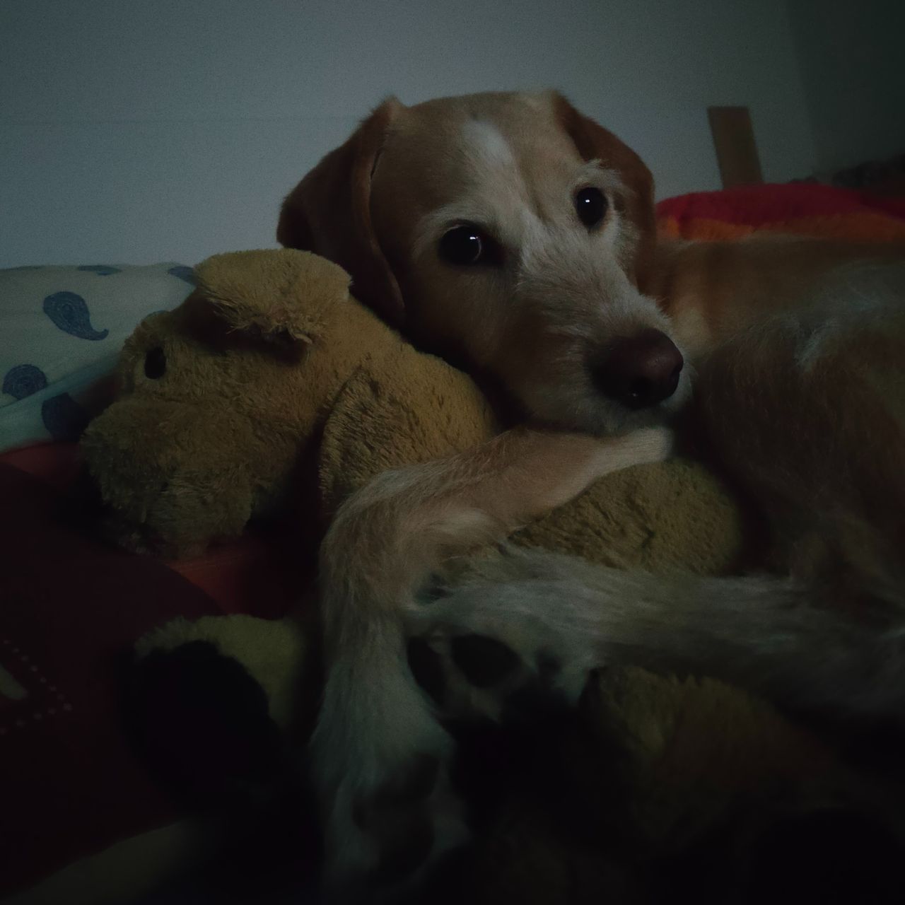 Soutěžní fotografie - Zlatíčko,  Ostatní