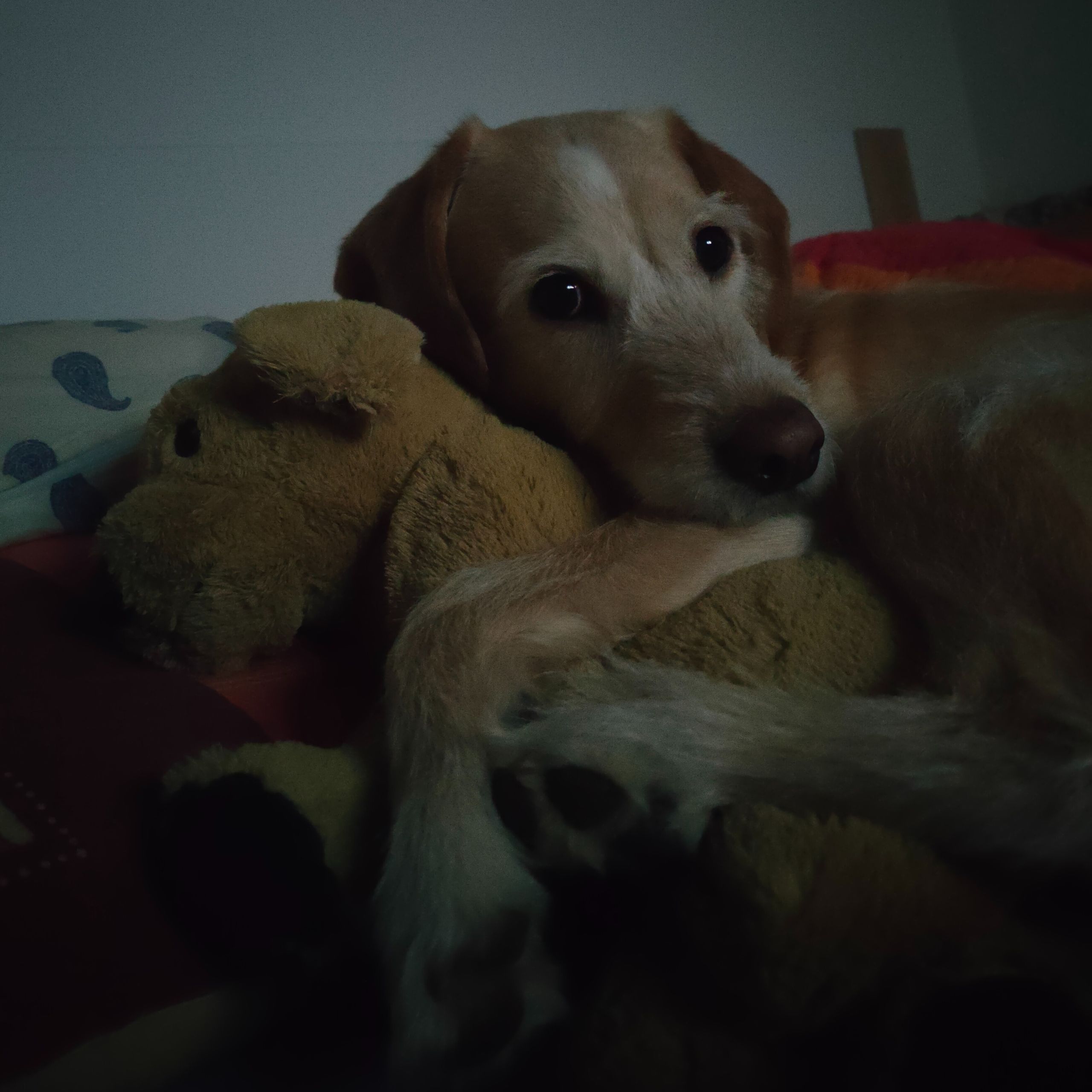 Soutěžní fotografie - Zlatíčko,  Ostatní