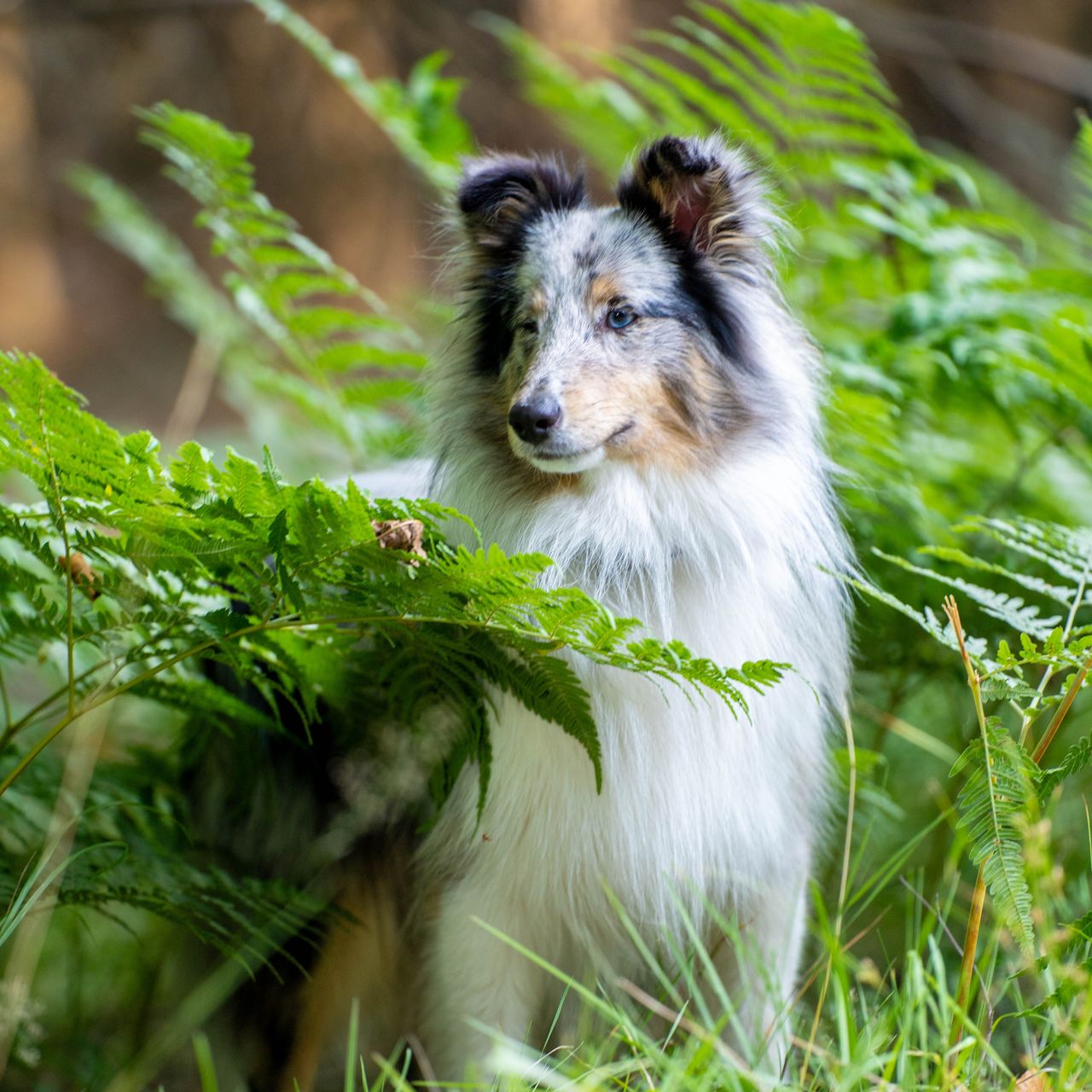 Soutěžní fotografie - Rufi,  Sheltie