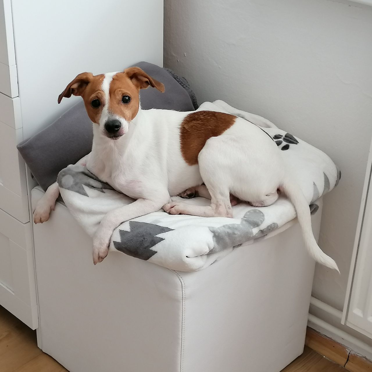 Soutěžní fotografie - Jůlinka,  Jack Russell Teriér