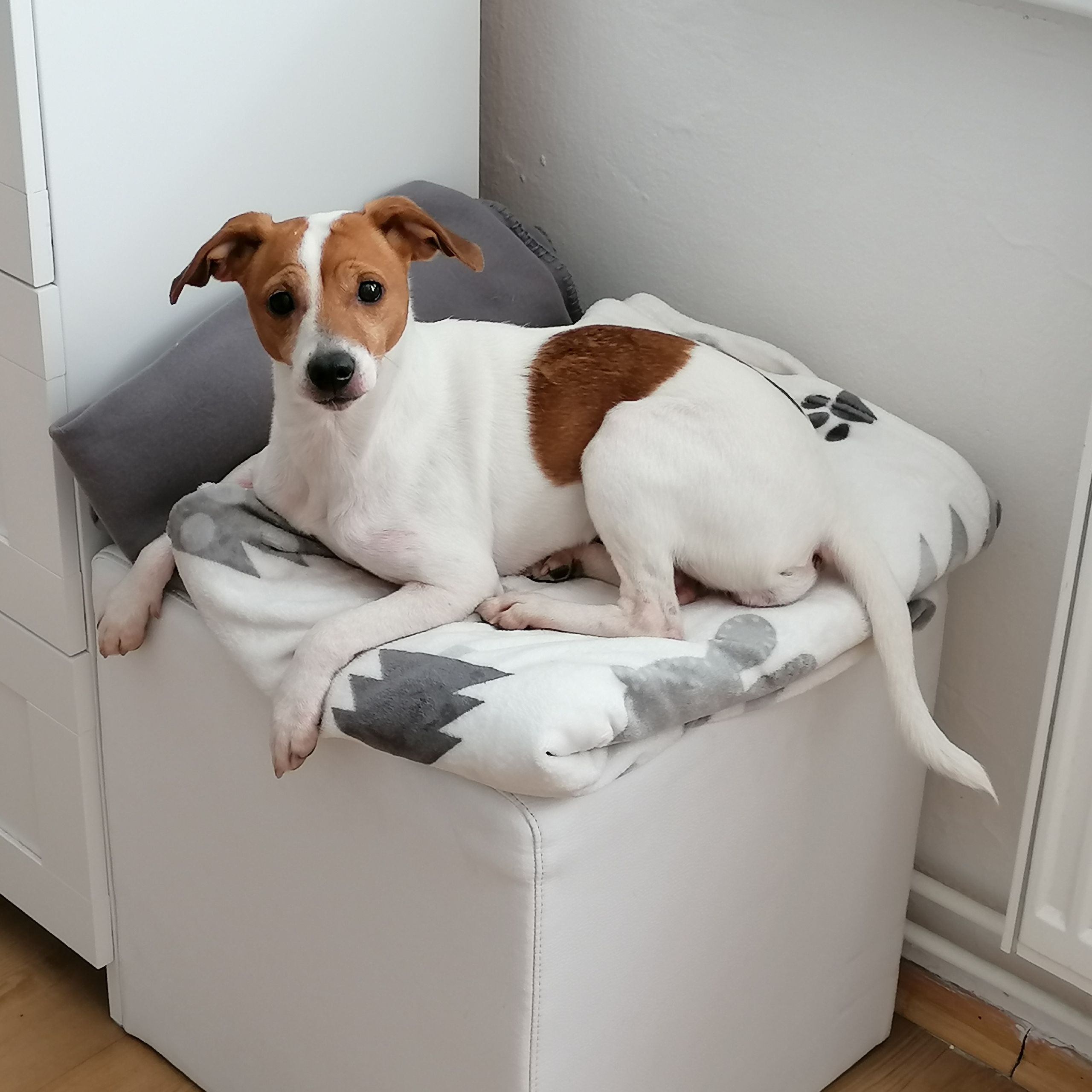 Soutěžní fotografie - Jůlinka,  Jack Russell Teriér
