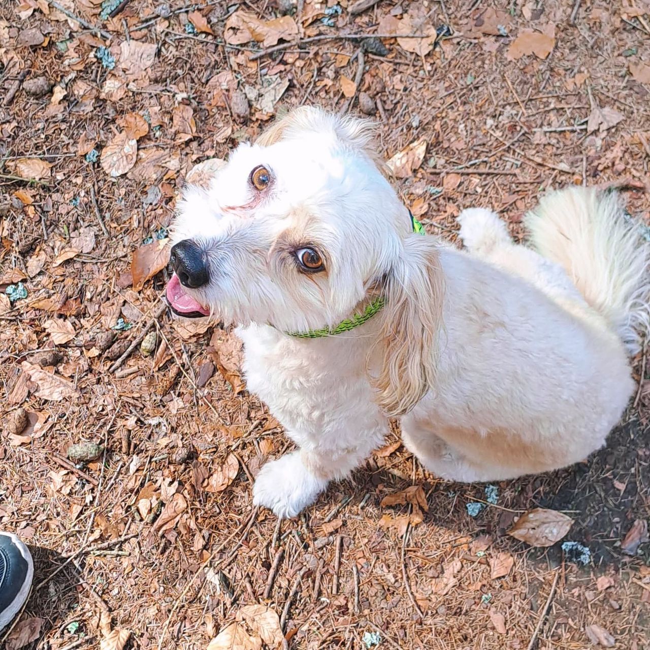 Soutěžní fotografie - Archie,  Ostatní