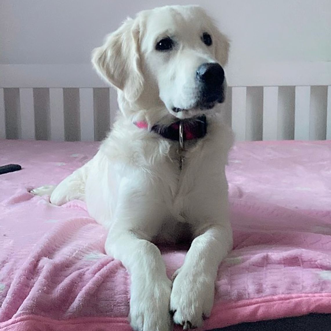 Soutěžní fotografie - Bailey,  Zlatý retriever