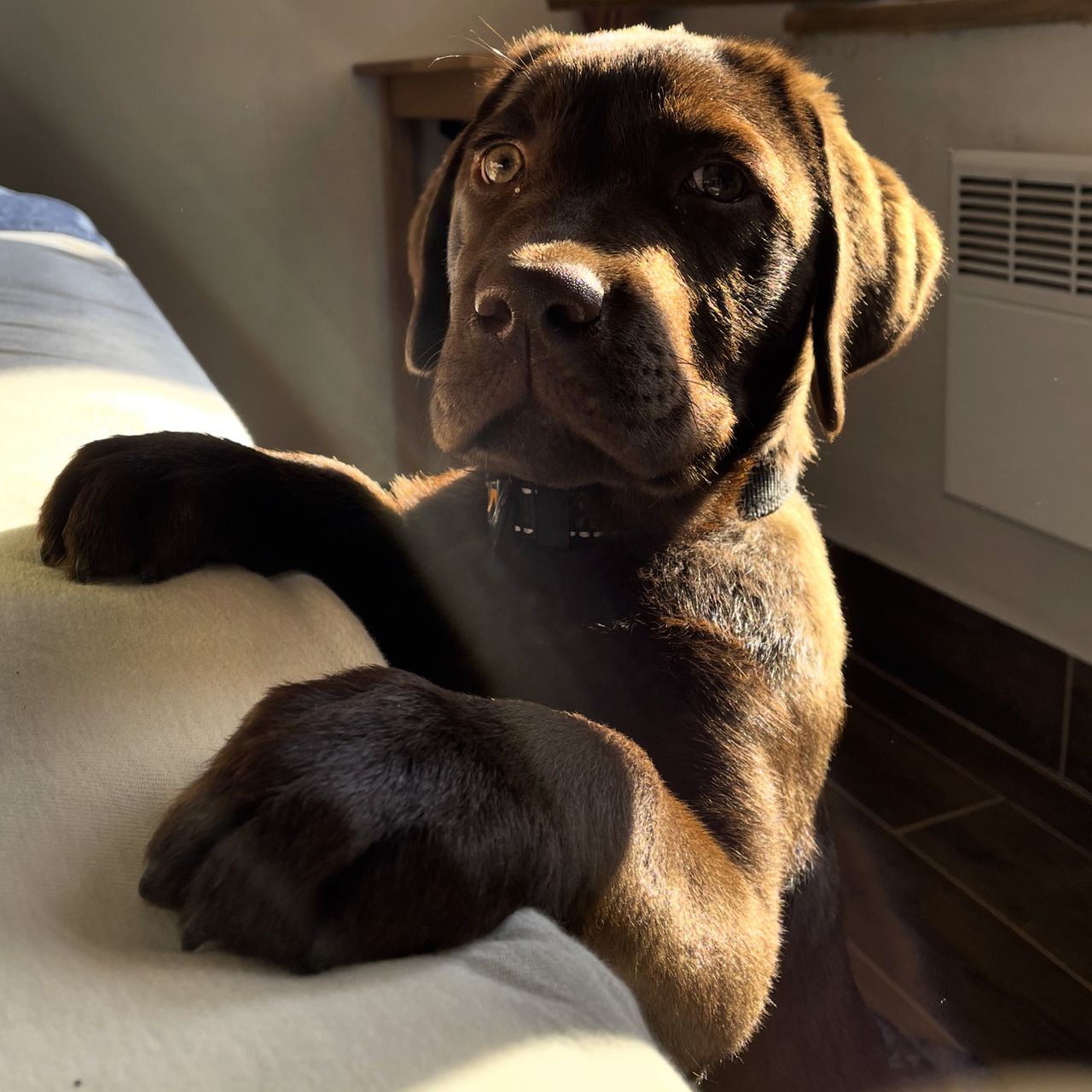 Soutěžní fotografie - Ozzy,  Labradorský retriever