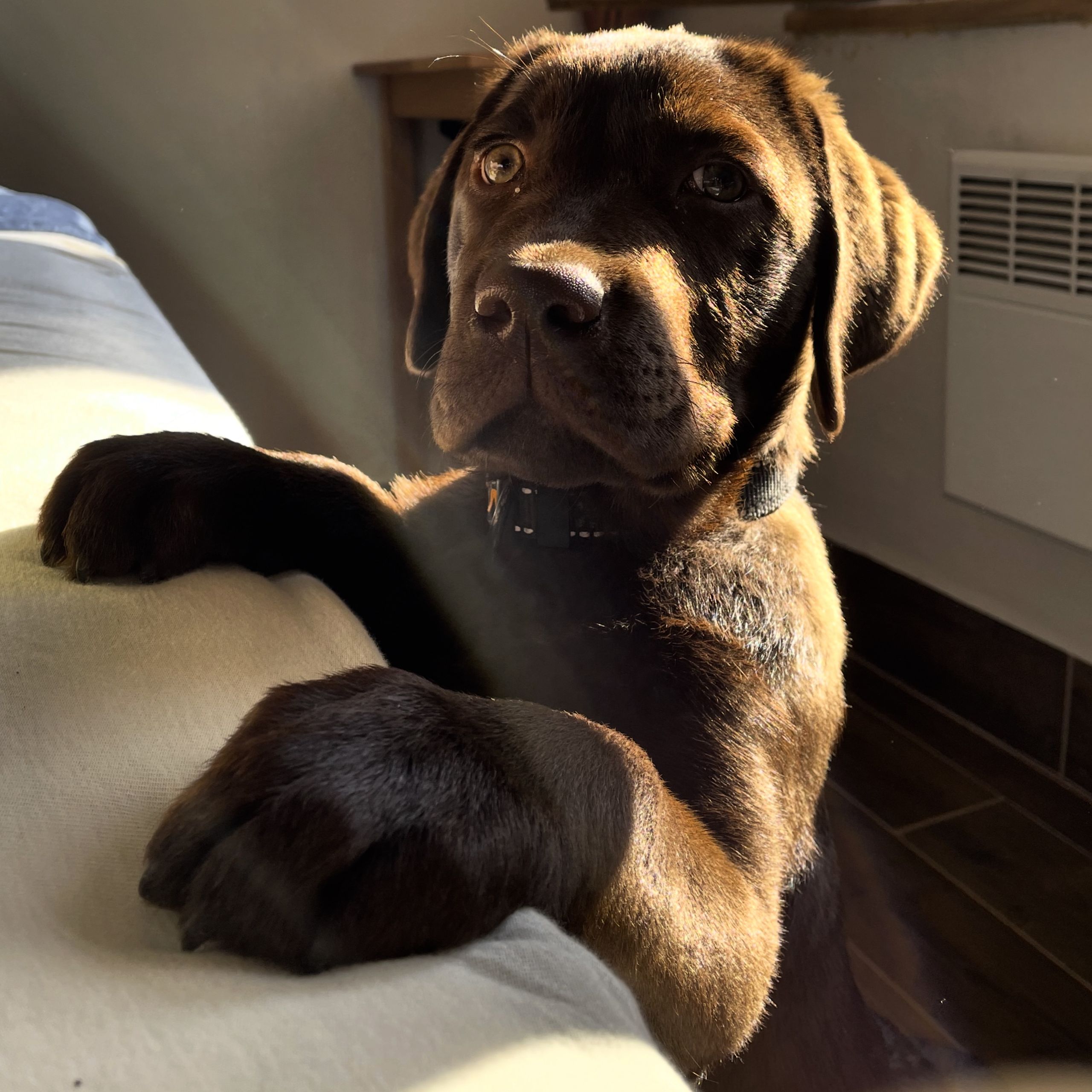 Soutěžní fotografie - Ozzy,  Labradorský retriever