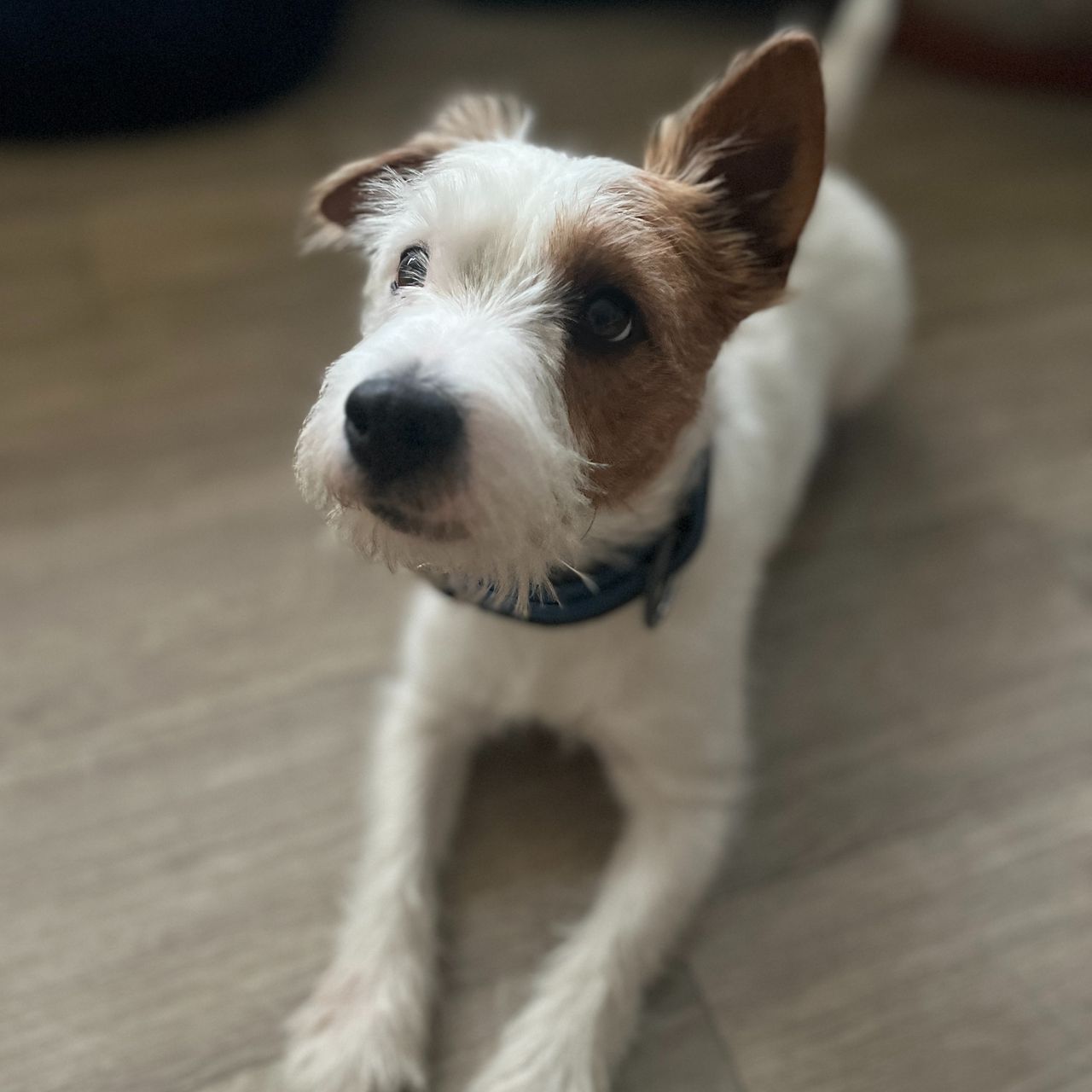 Soutěžní fotografie - Jump,  Jack Russell Teriér