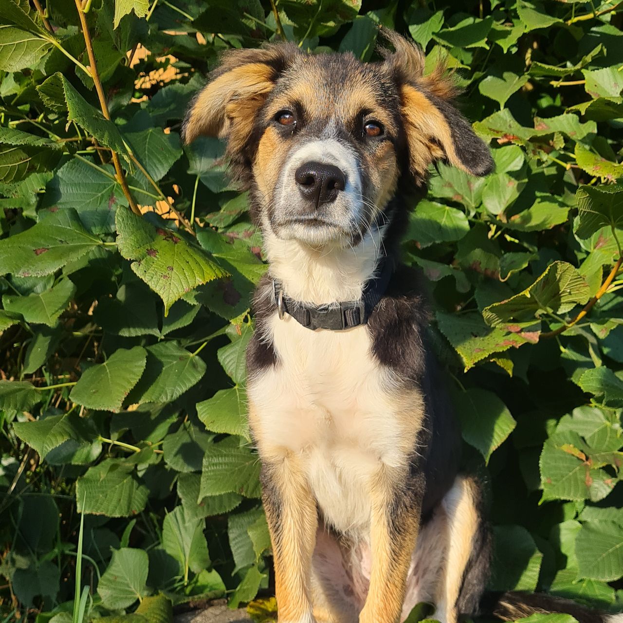 Soutěžní fotografie - Lilly,  Border kolie