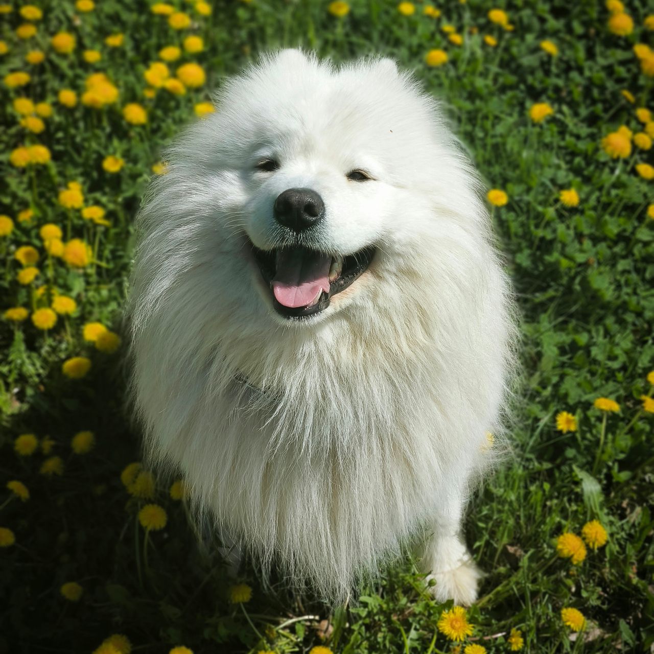 Soutěžní fotografie - Cassy od Trokavecké skály,  Samojed