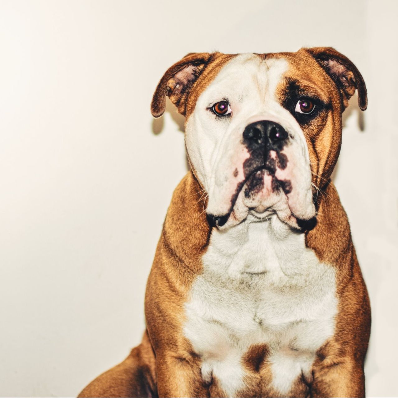 Soutěžní fotografie - Arnold the Bulldog,  Kontinentální buldok