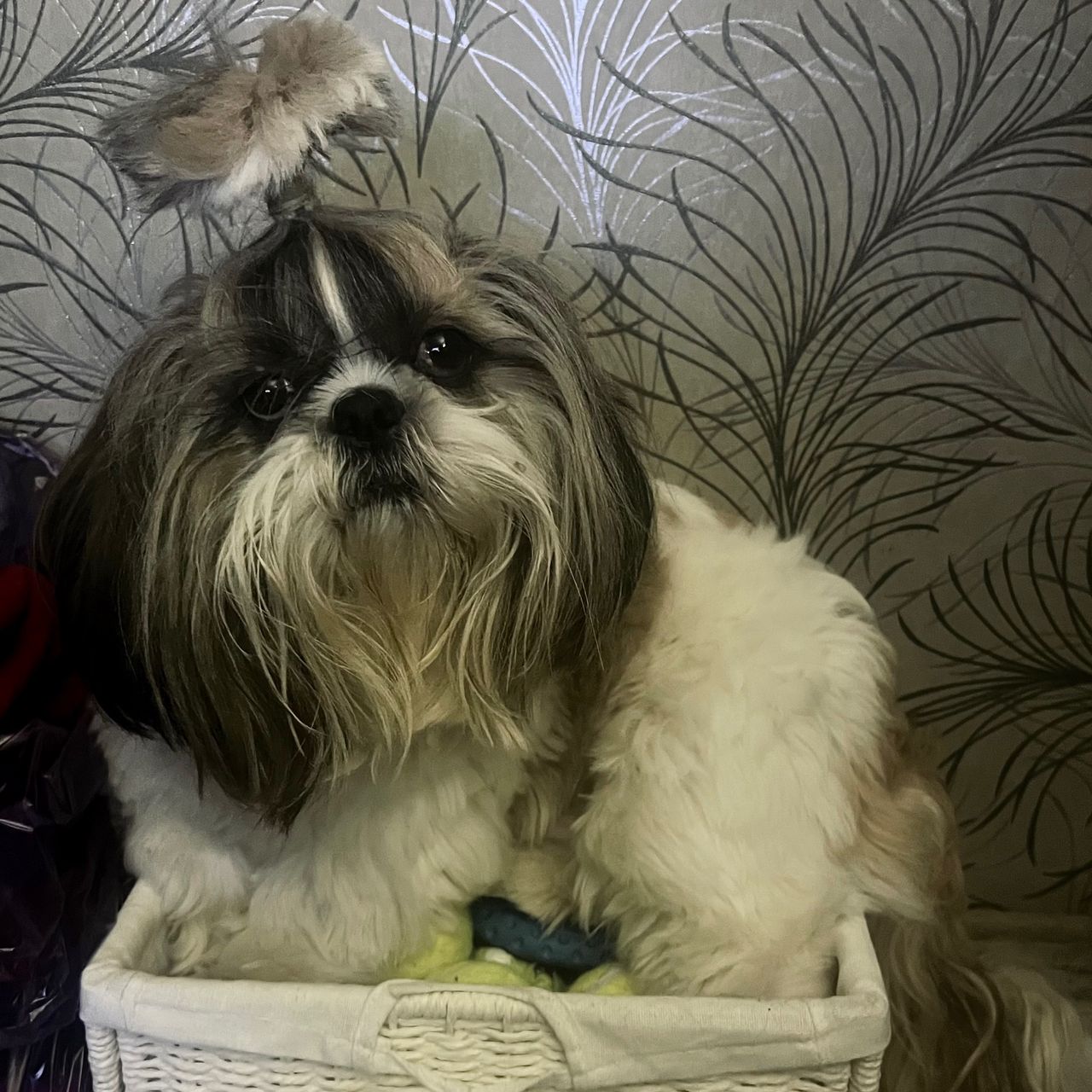 Soutěžní fotografie - Vilík,  Shih-tzu