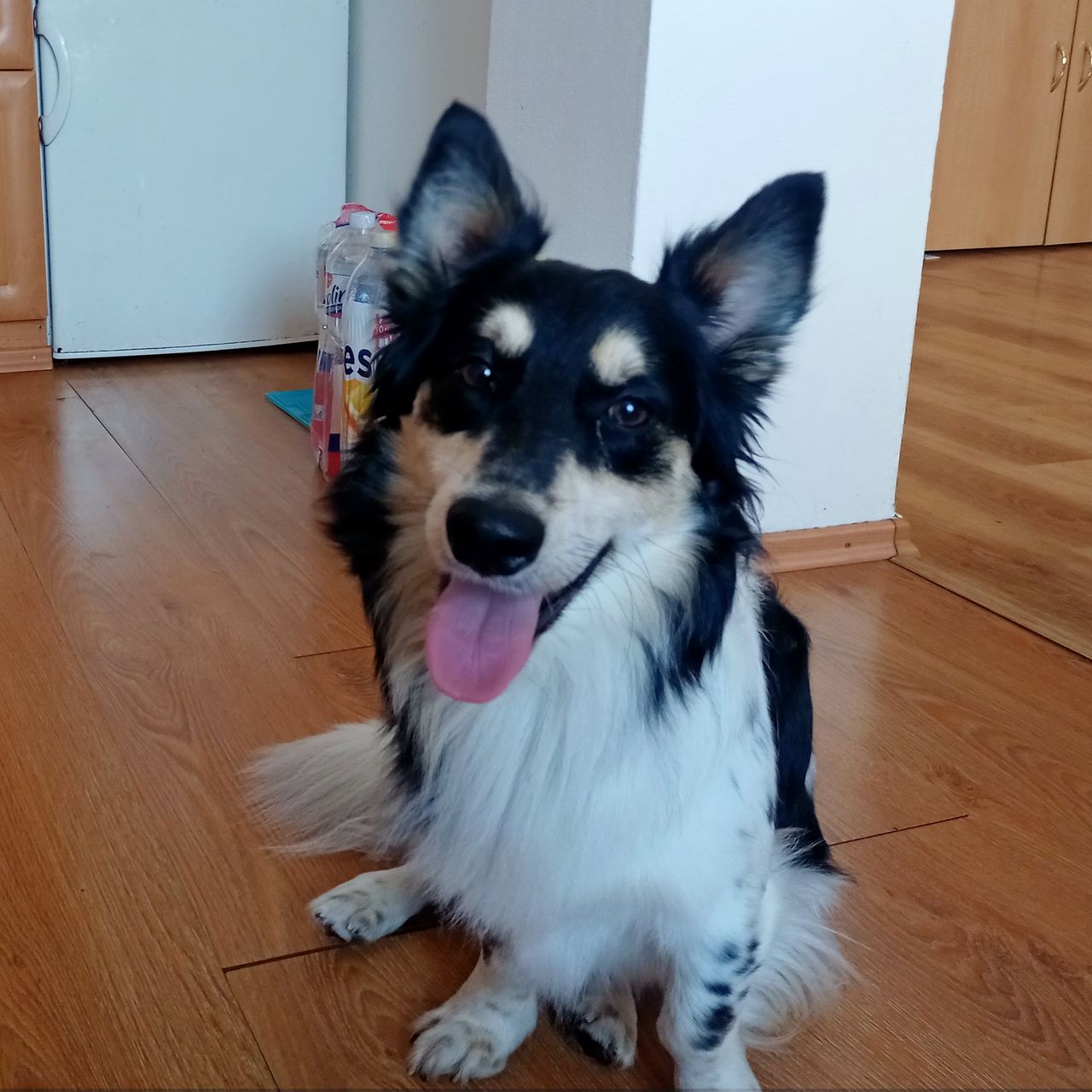 Soutěžní fotografie - Muffin,  Ostatní