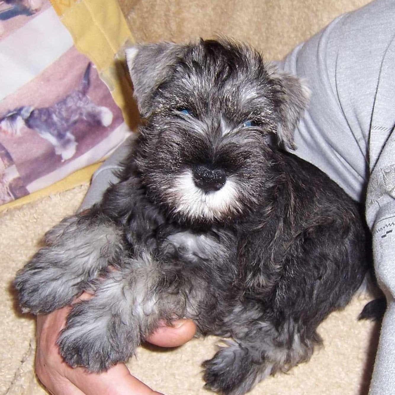 Soutěžní fotografie - Dixi,  Knírač malý