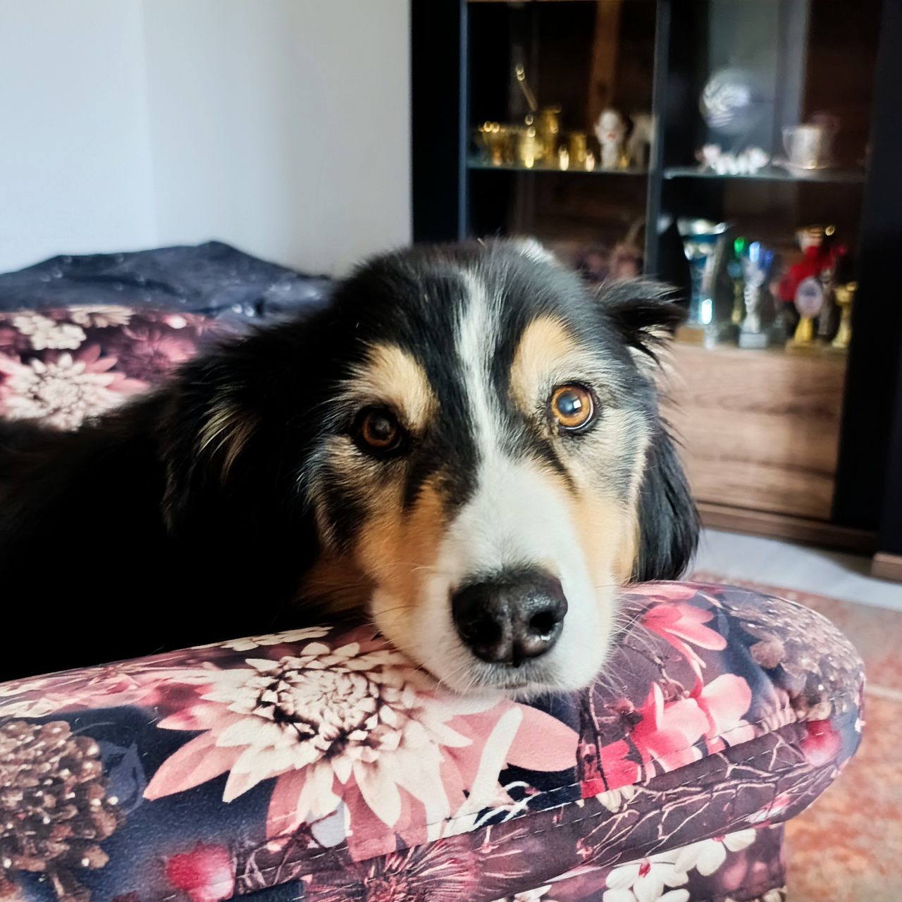 Soutěžní fotografie - Ellie,  Ostatní