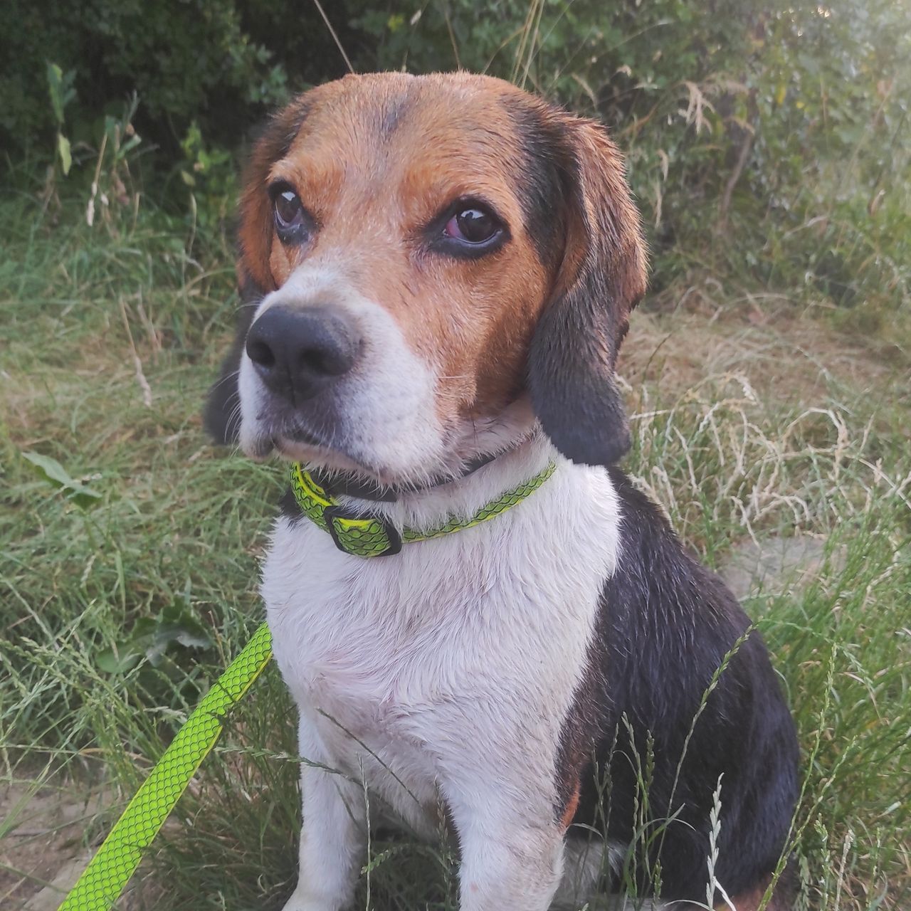Soutěžní fotografie - Robbie,  Beagle Harrier