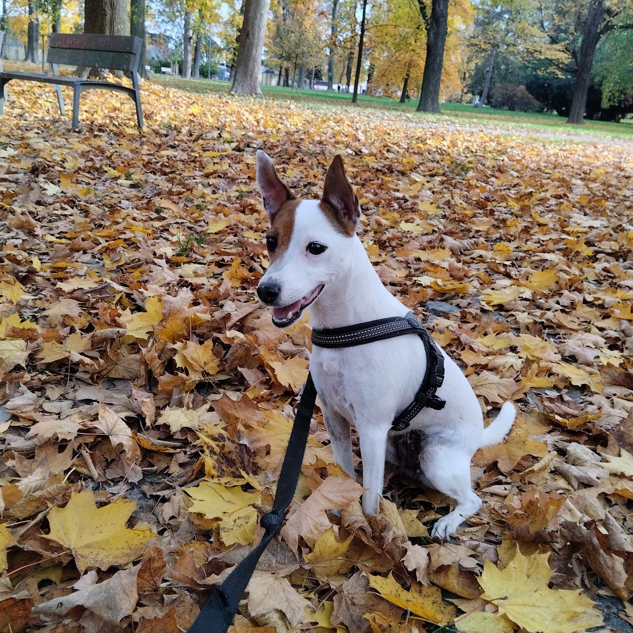 Soutěžní fotografie - Mia,  Jack Russell Teriér