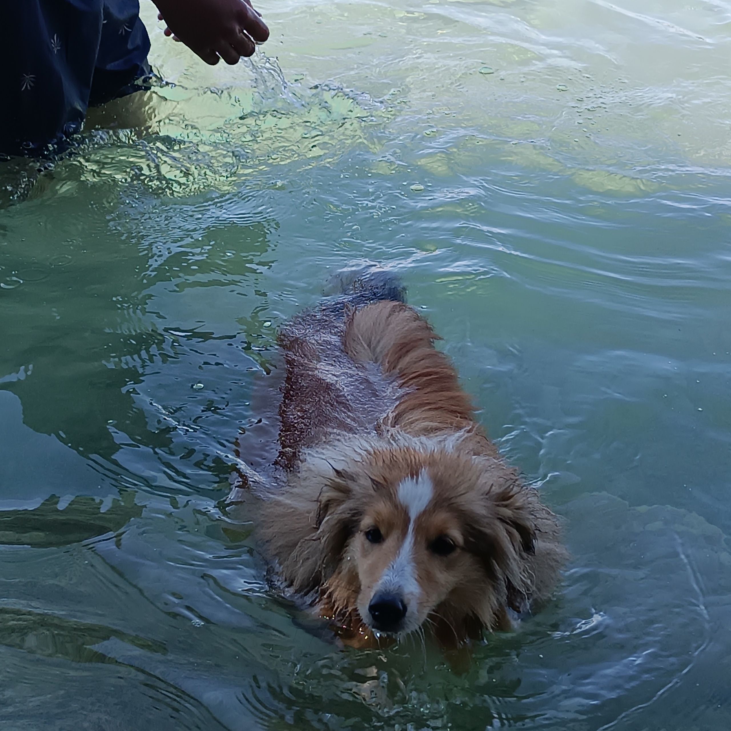 Soutěžní fotografie - Amy,  Sheltie