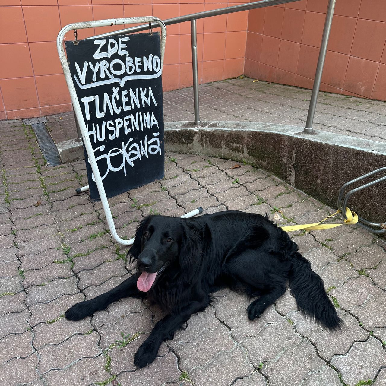Soutěžní fotografie - Čenda,  Flat Coated Retriever