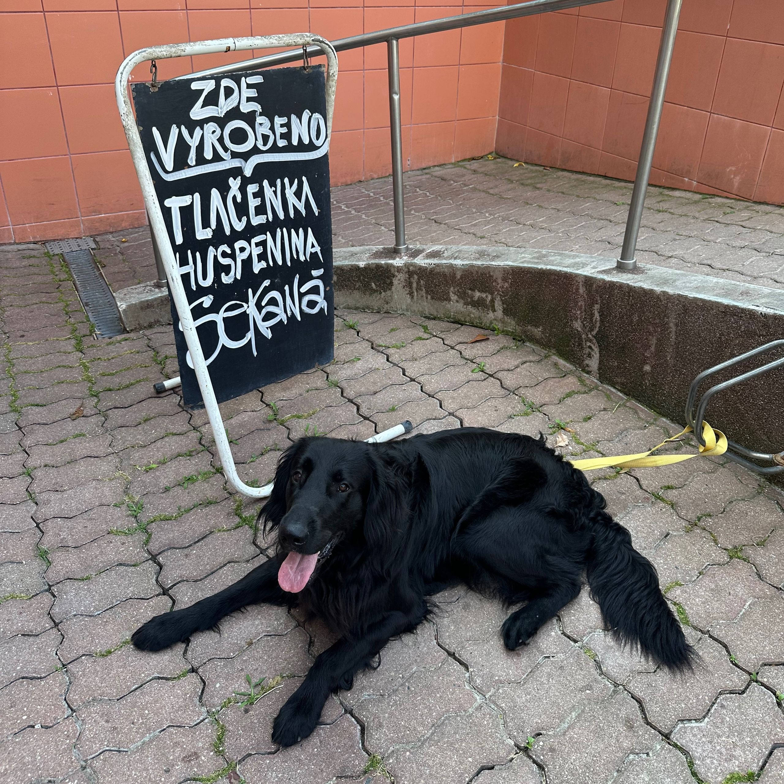 Soutěžní fotografie - Čenda,  Flat Coated Retriever