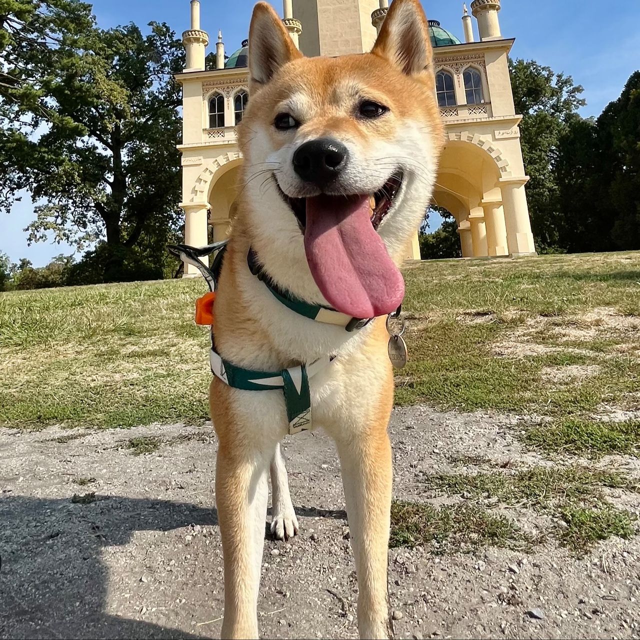 Soutěžní fotografie - Hiro,  Shiba