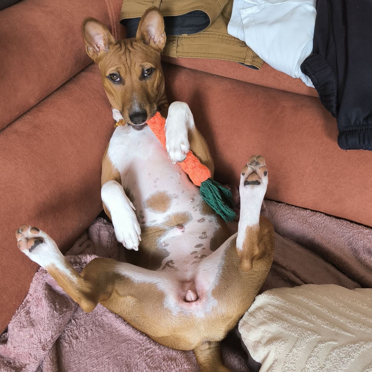 Soutěžní fotografie - Asterka,  Basenji