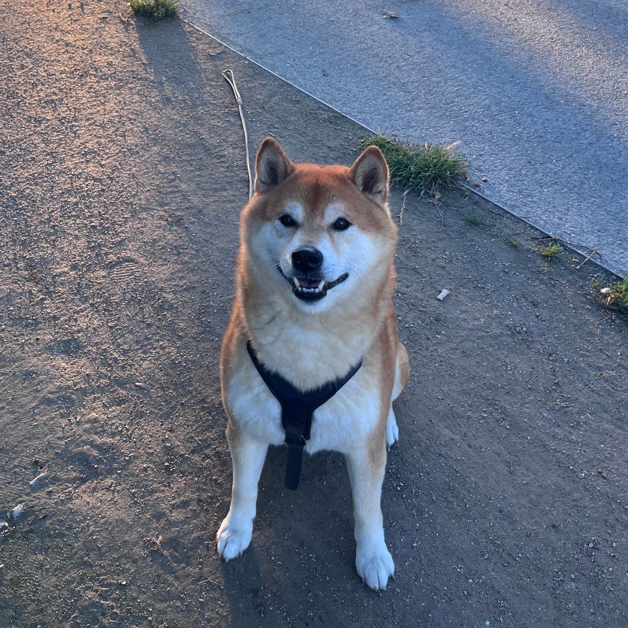 Soutěžní fotografie - Suki,  Shiba