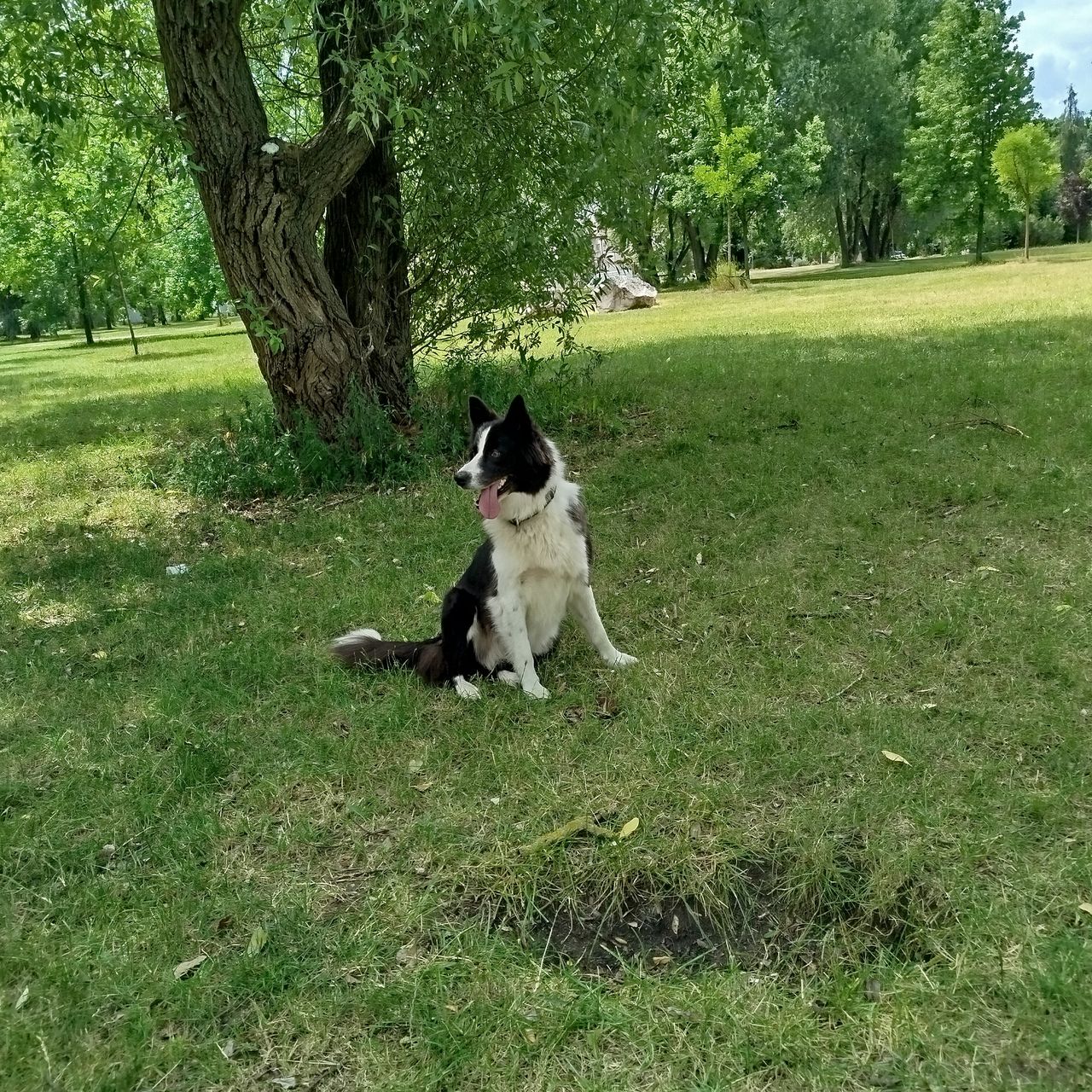 Soutěžní fotografie - Nellynka,  Border kolie