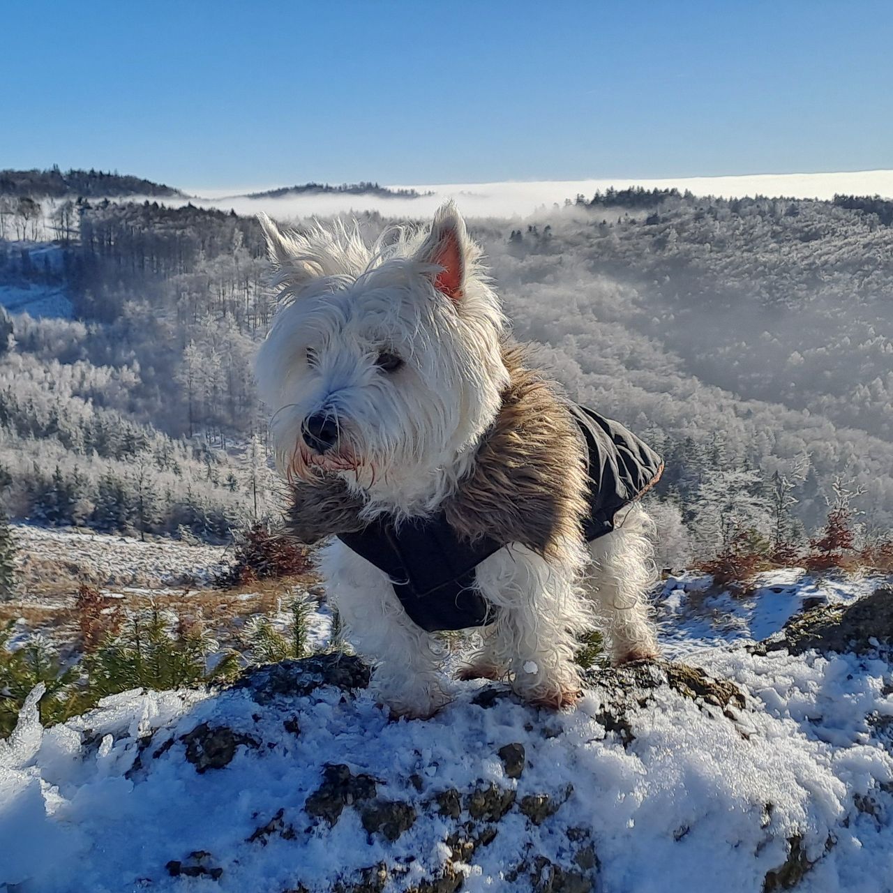 Soutěžní fotografie - Chantal,  West Highland White Terrier