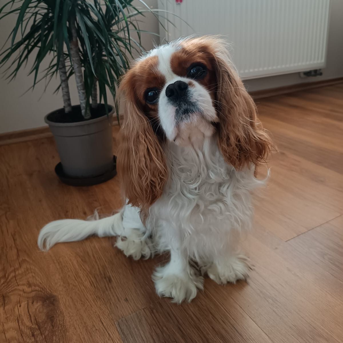 Soutěžní fotografie - Ben,  Kavalír King Charles španěl