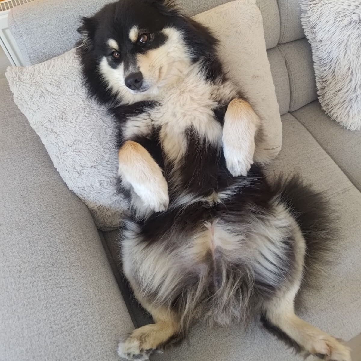 Soutěžní fotografie - Bonnie,  Lapinkoira