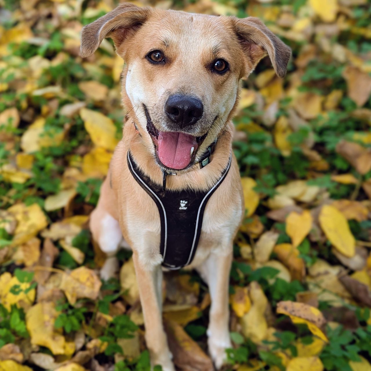 Soutěžní fotografie - TOBY,  Ostatní