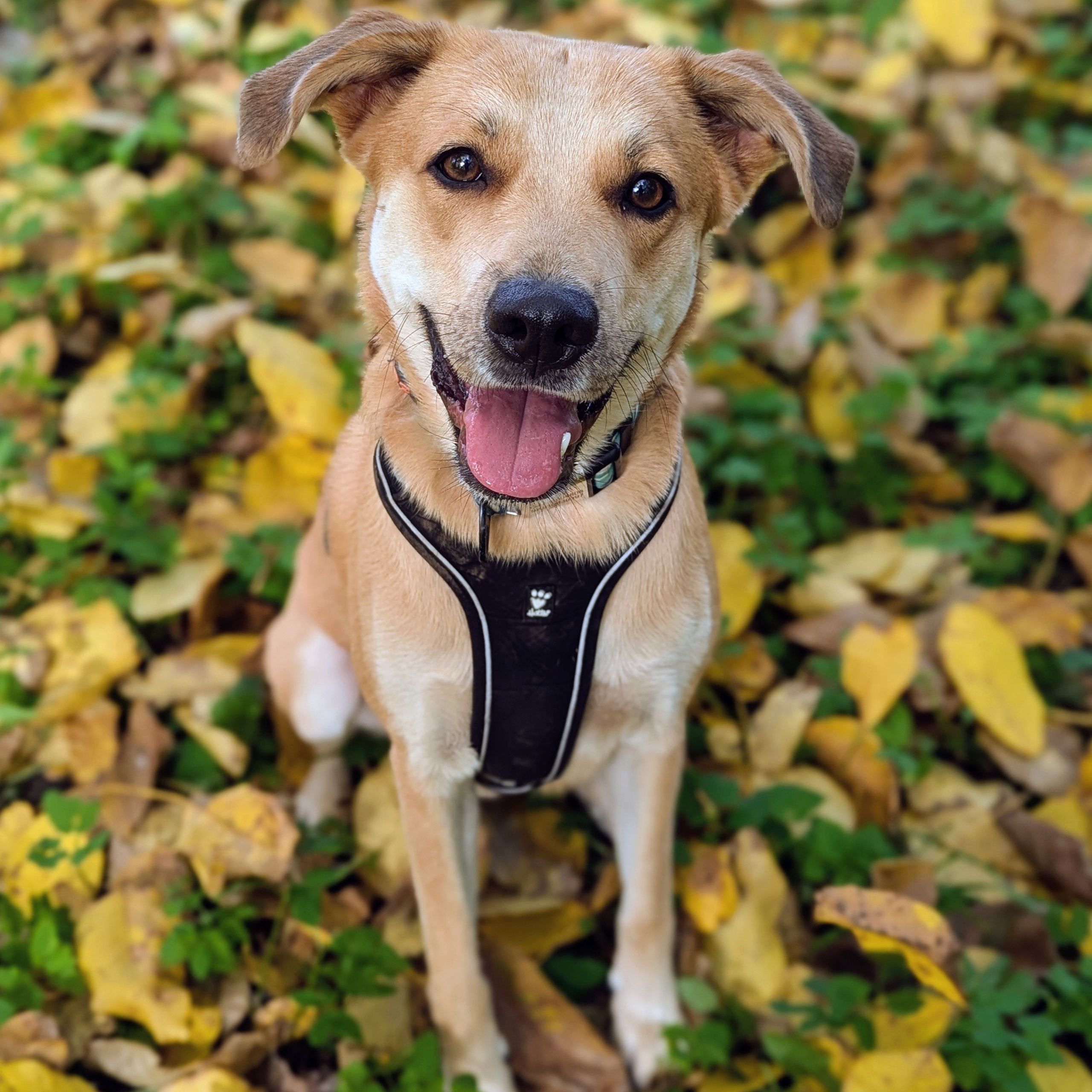 Soutěžní fotografie - TOBY,  Ostatní