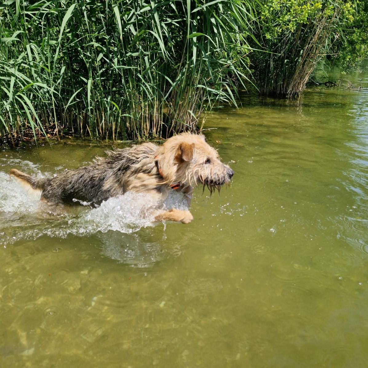 Soutěžní fotografie - Lucky,  Ostatní