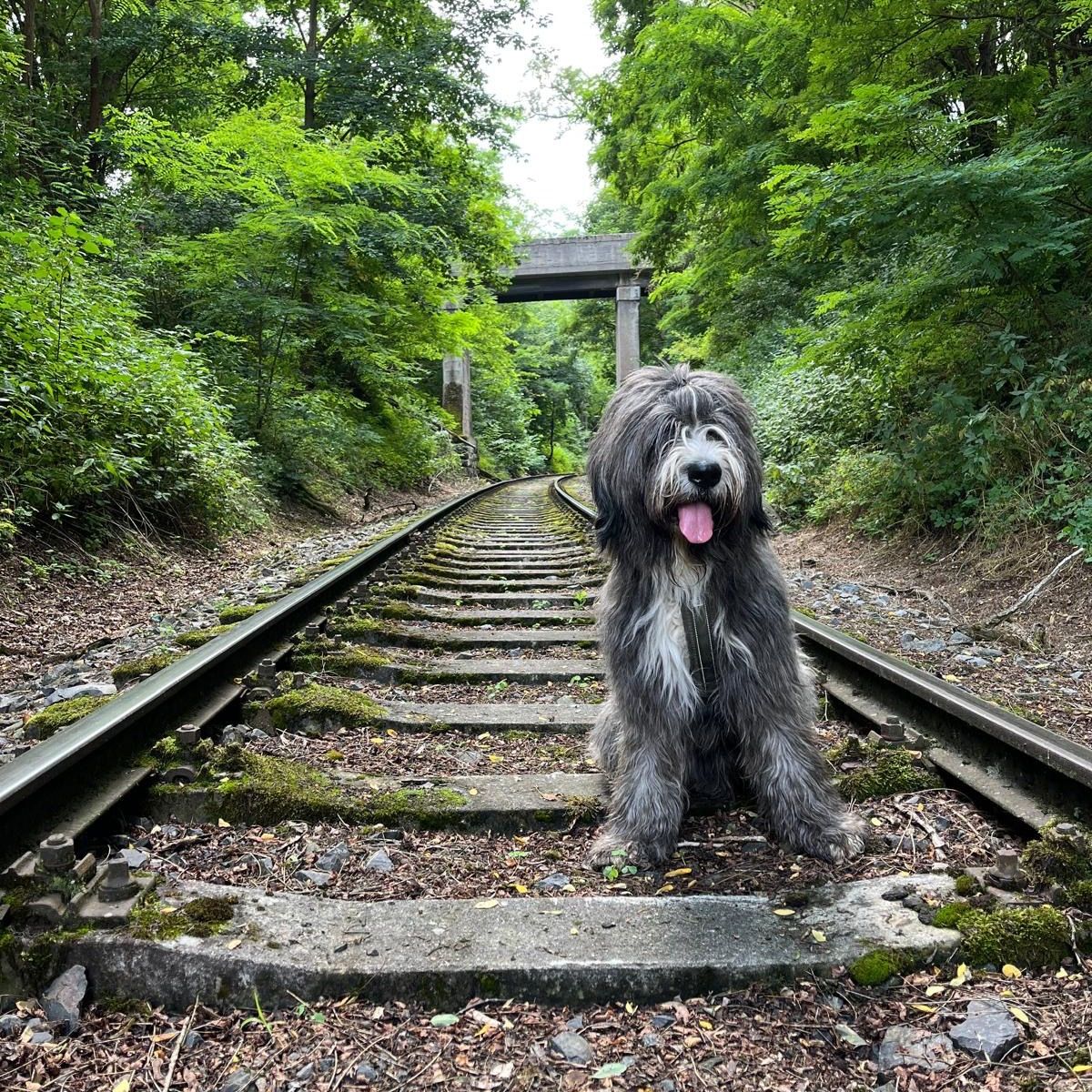 Soutěžní fotografie - Bucky,  Ostatní