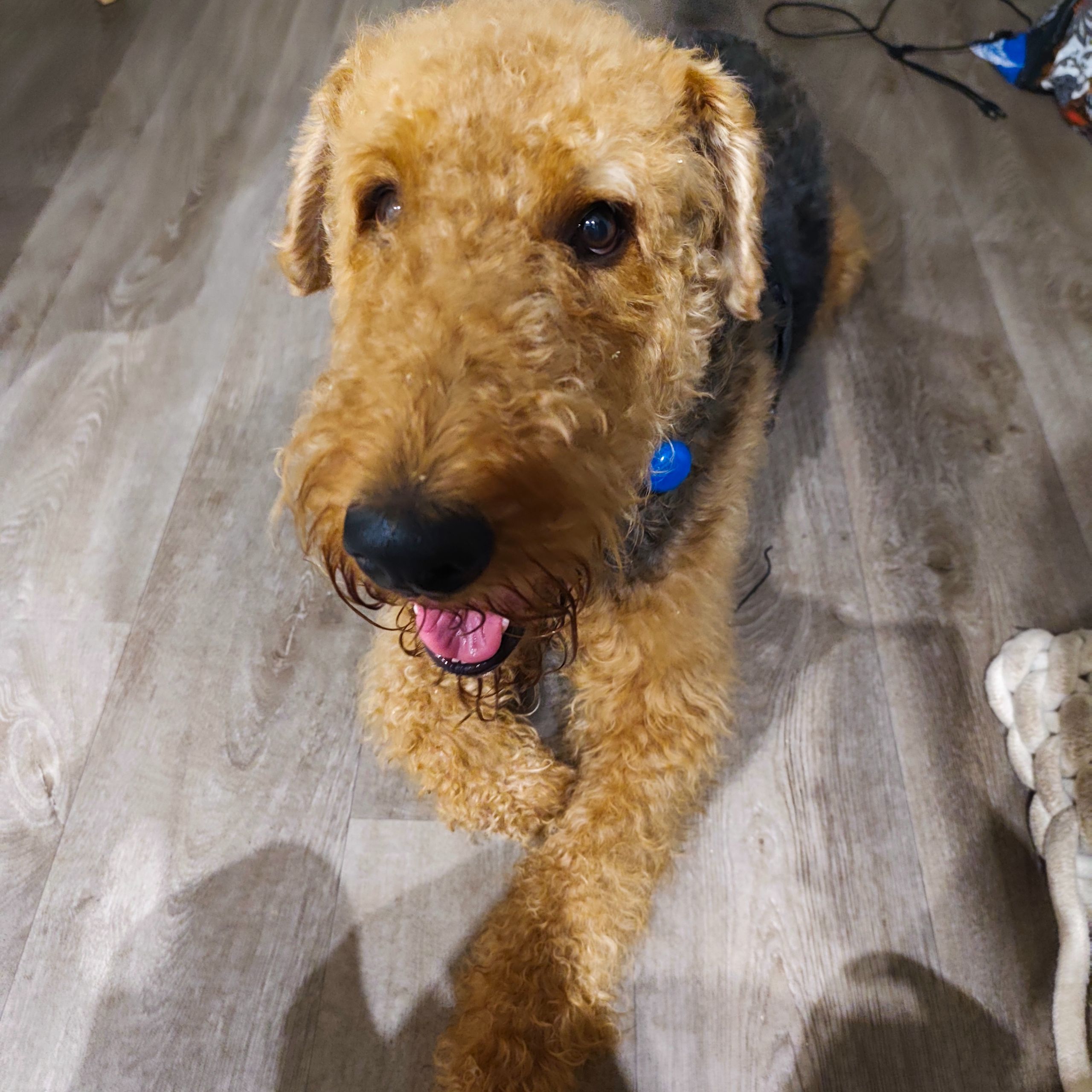 Soutěžní fotografie - Cliff,  Airedale terier